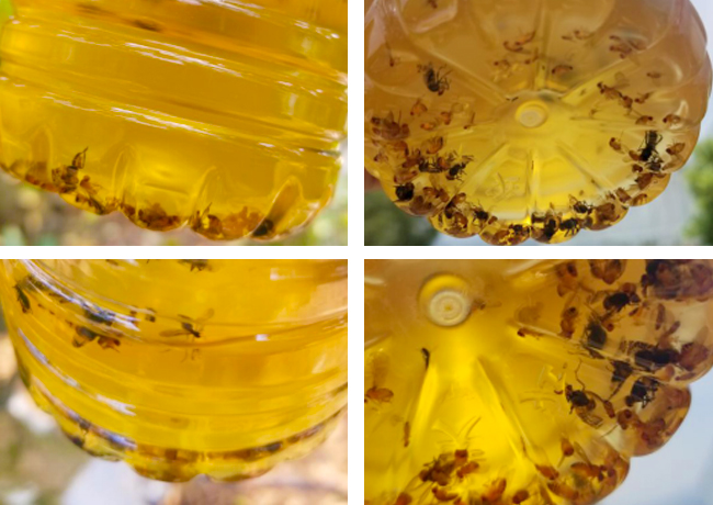 yellow fly attractant