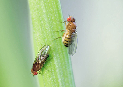The field trial of Pestman fruit fly yellow sticky trap in Vietnam
