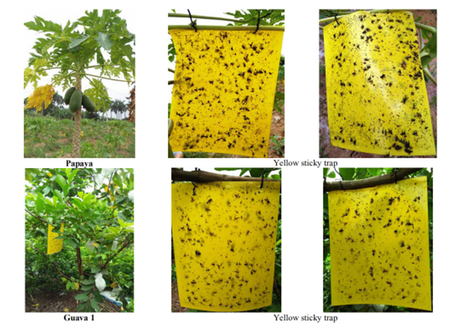 The field trial of Pestman fruit fly yellow sticky trap in Vietnam