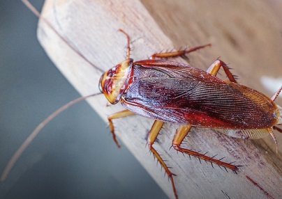 The contrast test between Pestman cockroach gel bait and Advion cockroach gel bait