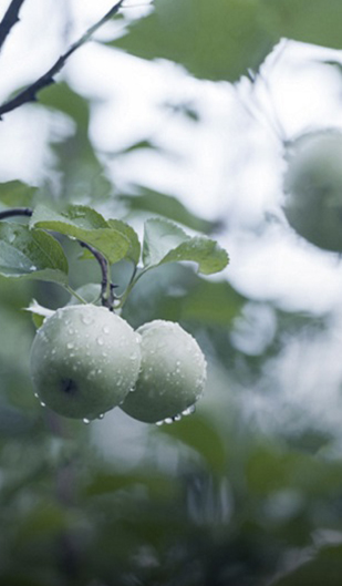 Orchard pest control