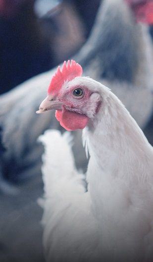 Poultry farm pest control