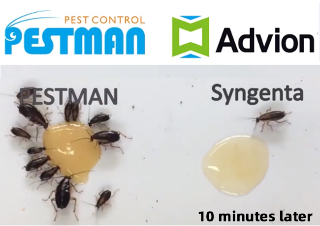 The contrast test between Pestman cockroach gel bait and Advion cockroach gel bait