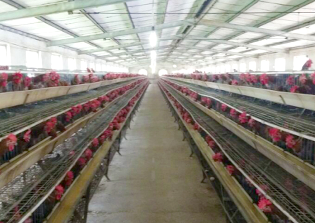 The field trial of Pestman house fly bait in poultry farm