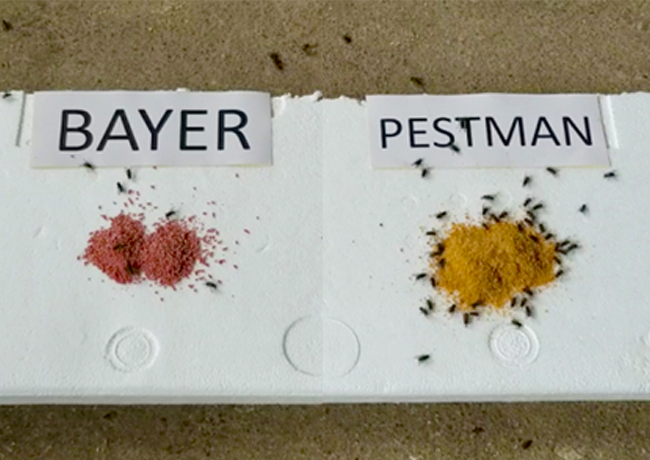 The field trial of Pestman house fly bait in poultry farm