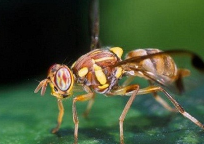 The field trial of Pestman fruit fly yellow sticky trap in Vietnam