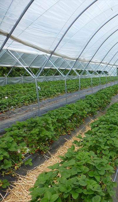 Greenhouse pest control