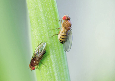 The field trial of Pestman vinegar fly attractant in blueberry plantation