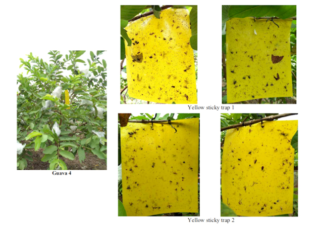 The field trial of Pestman fruit fly yellow sticky trap in Vietnam