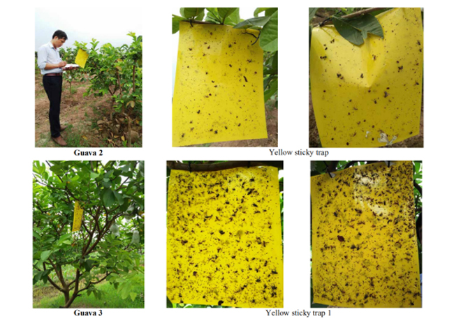 The field trial of Pestman fruit fly yellow sticky trap in Vietnam