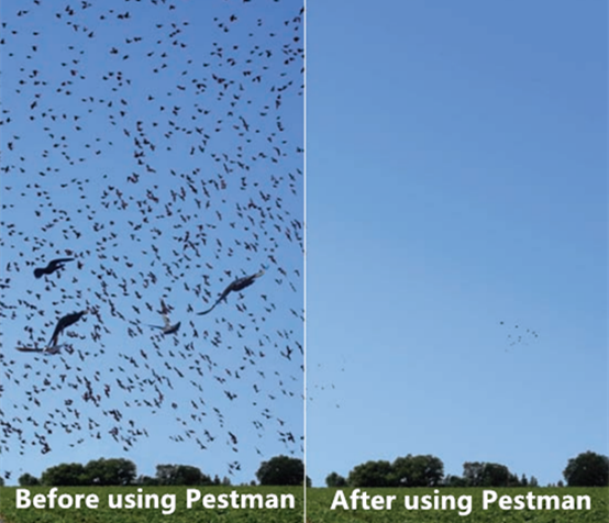 Pestman Bird Repellent