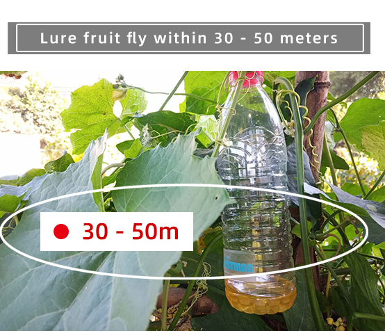 Fruit Fly Attractant