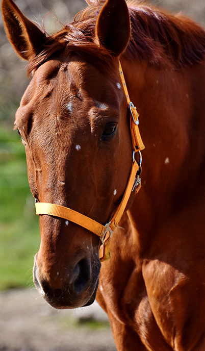 stable pest solutions