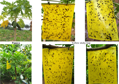 TRIAL REPORT OF FRUIT FLY TRAPS