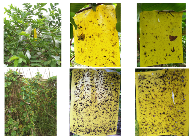 TRIAL REPORT OF FRUIT FLY TRAPS