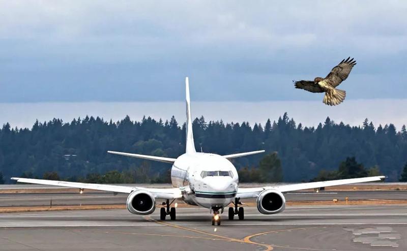 How to reduce airport bird strike accidents