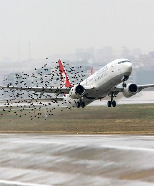 How to reduce airport bird strike accidents