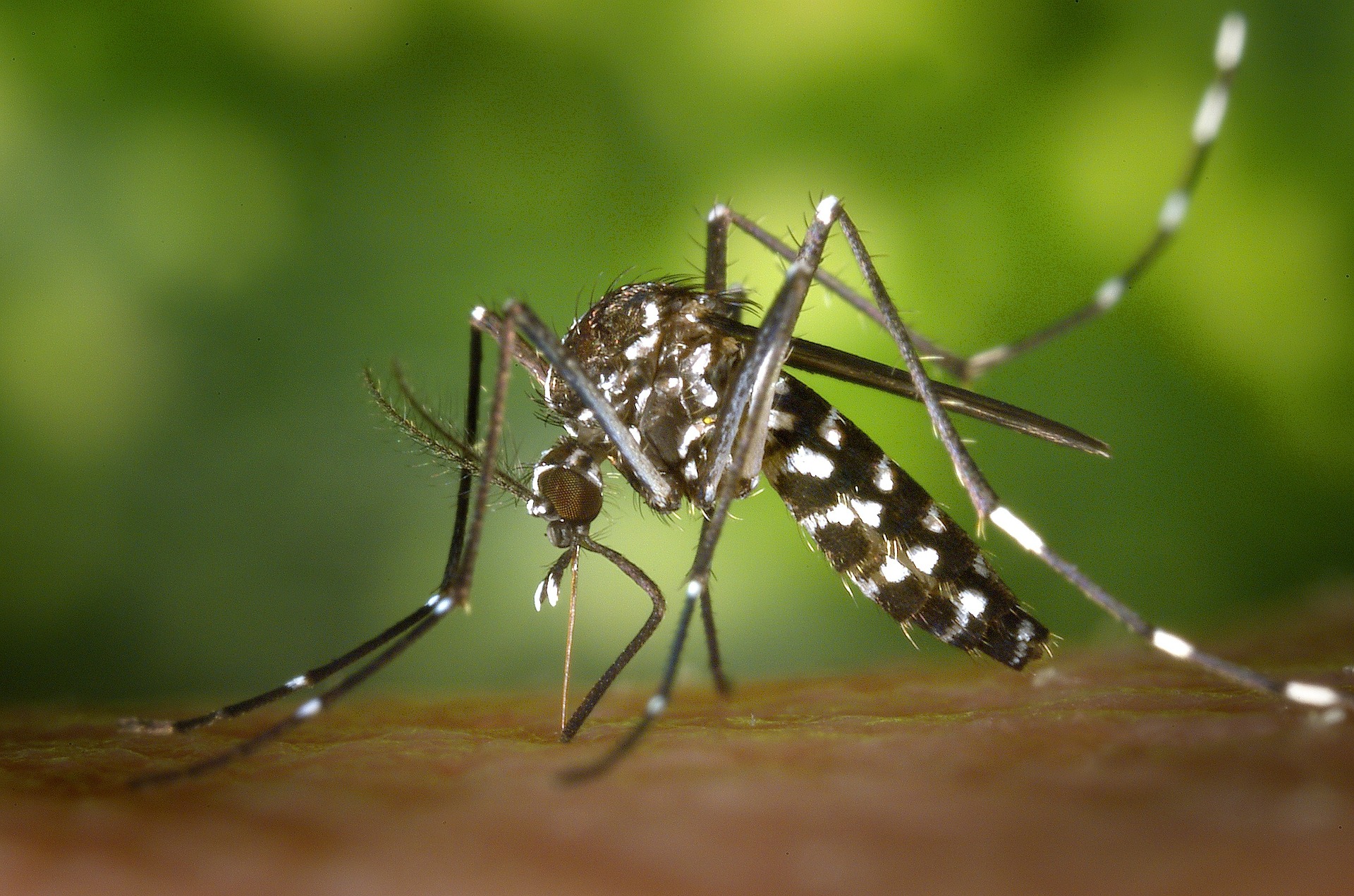 The best anti-mosquito measures