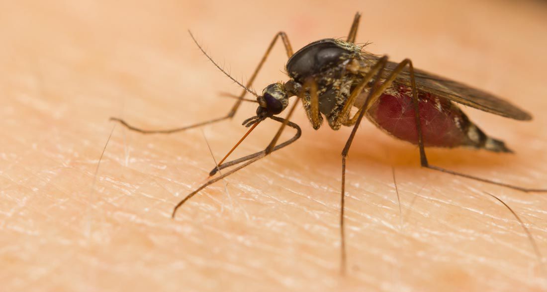 How to repel mosquitoes naturally