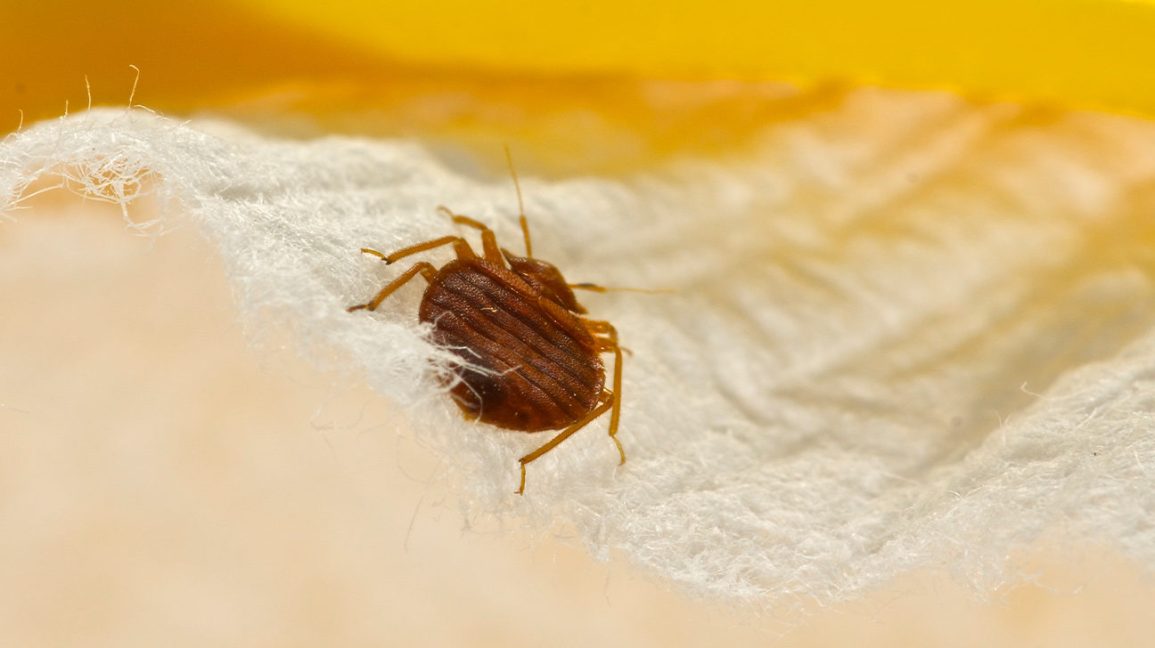 What can you do to reduce bed bugs