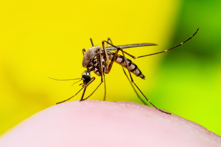 How to eliminate mosquitoes correctly