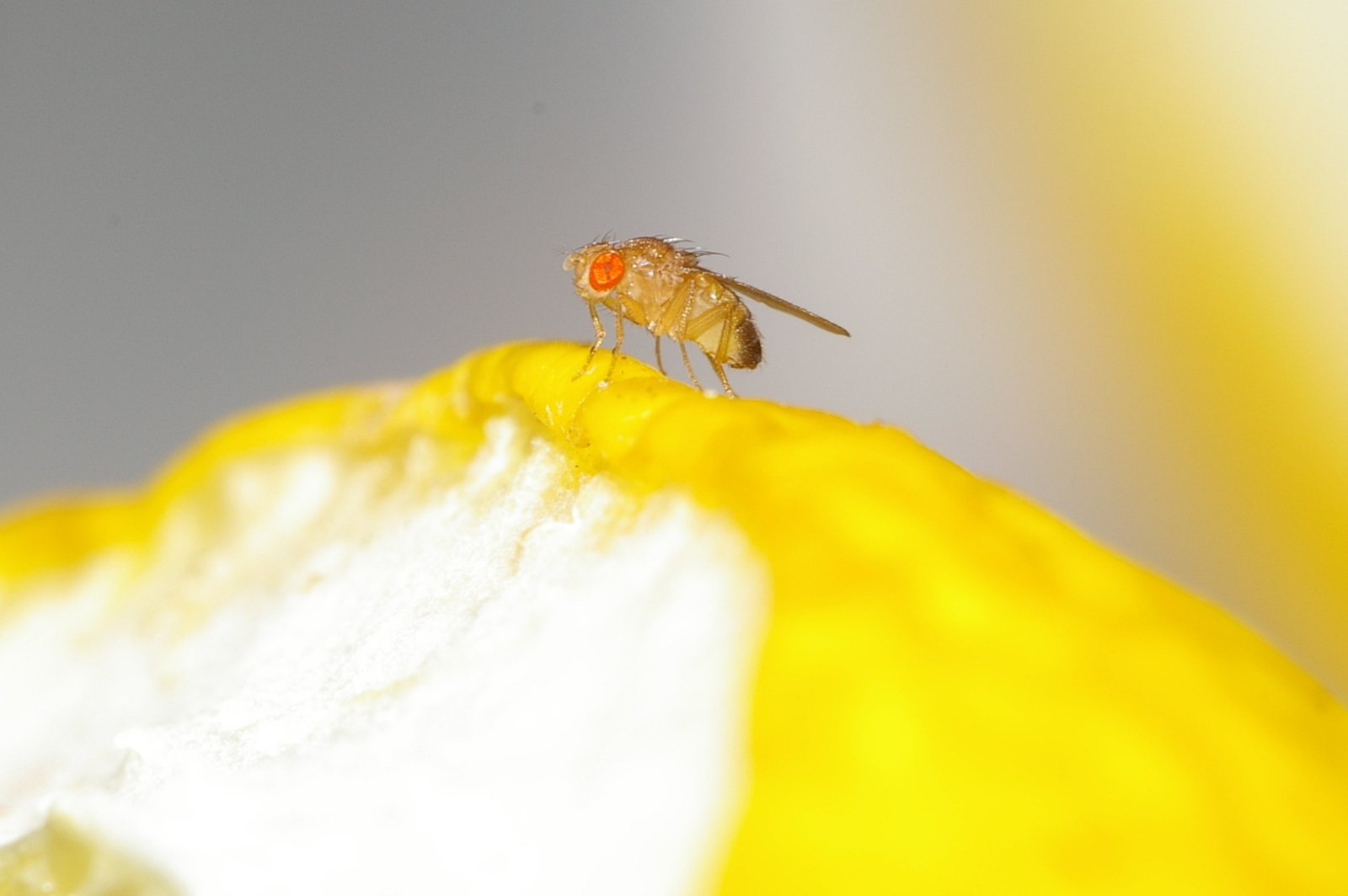 A simple way to eliminate fruit flies