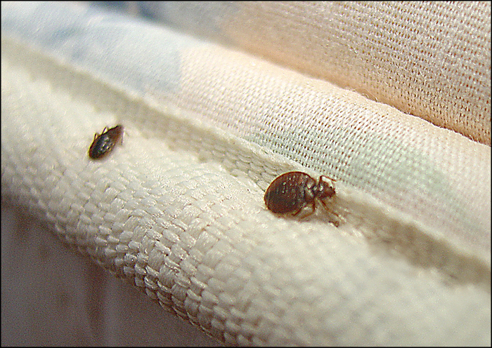 How to tell if you have bed bugs at home