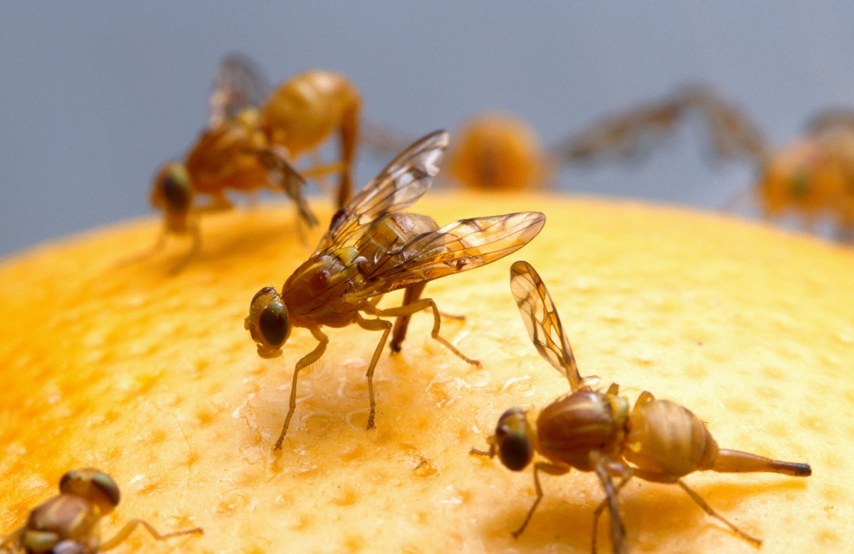 The best way to get rid of fruit flies