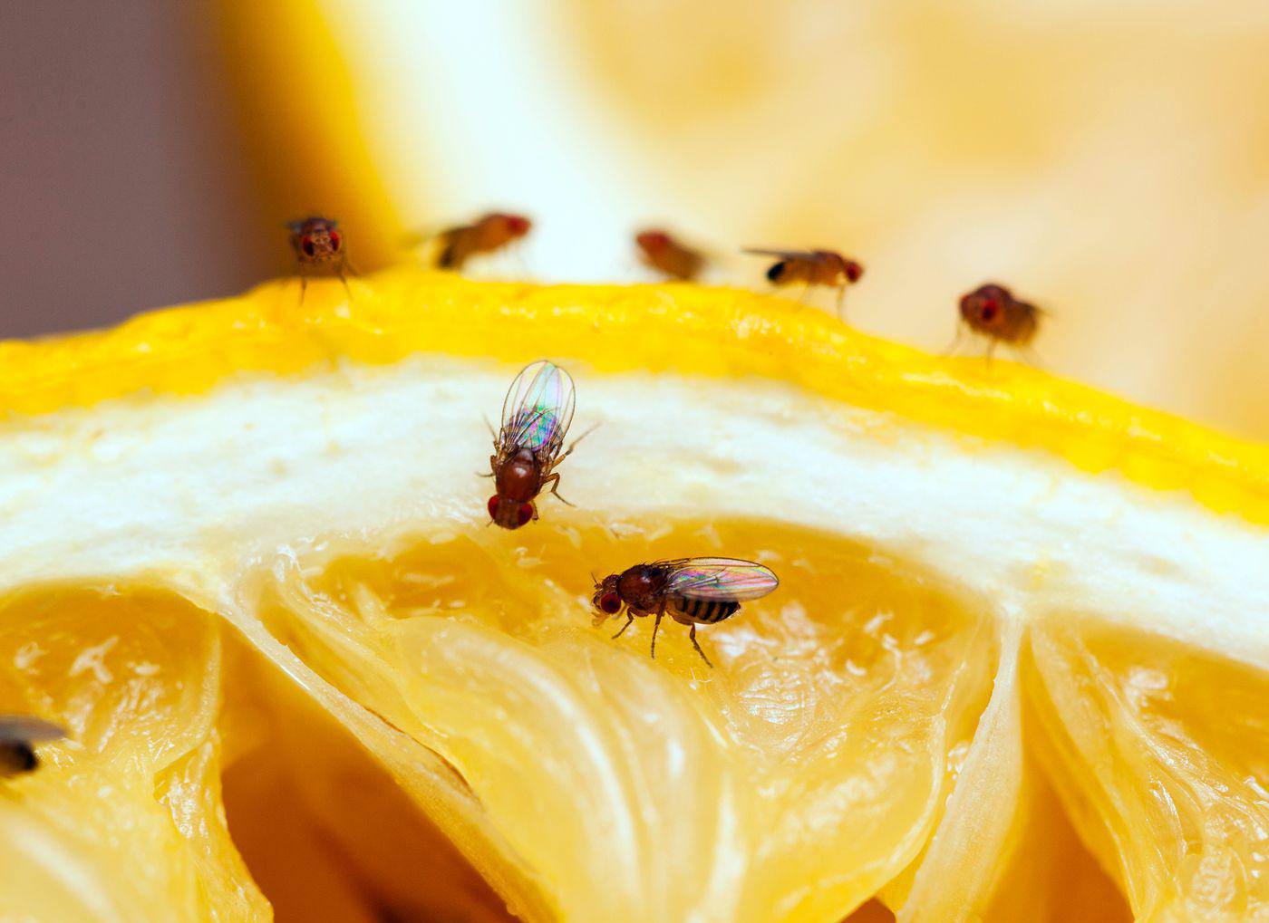 A good way to eliminate fruit flies