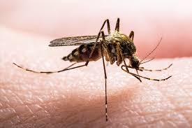 Ways to reduce mosquitoes