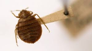 How to get rid of bed bugs