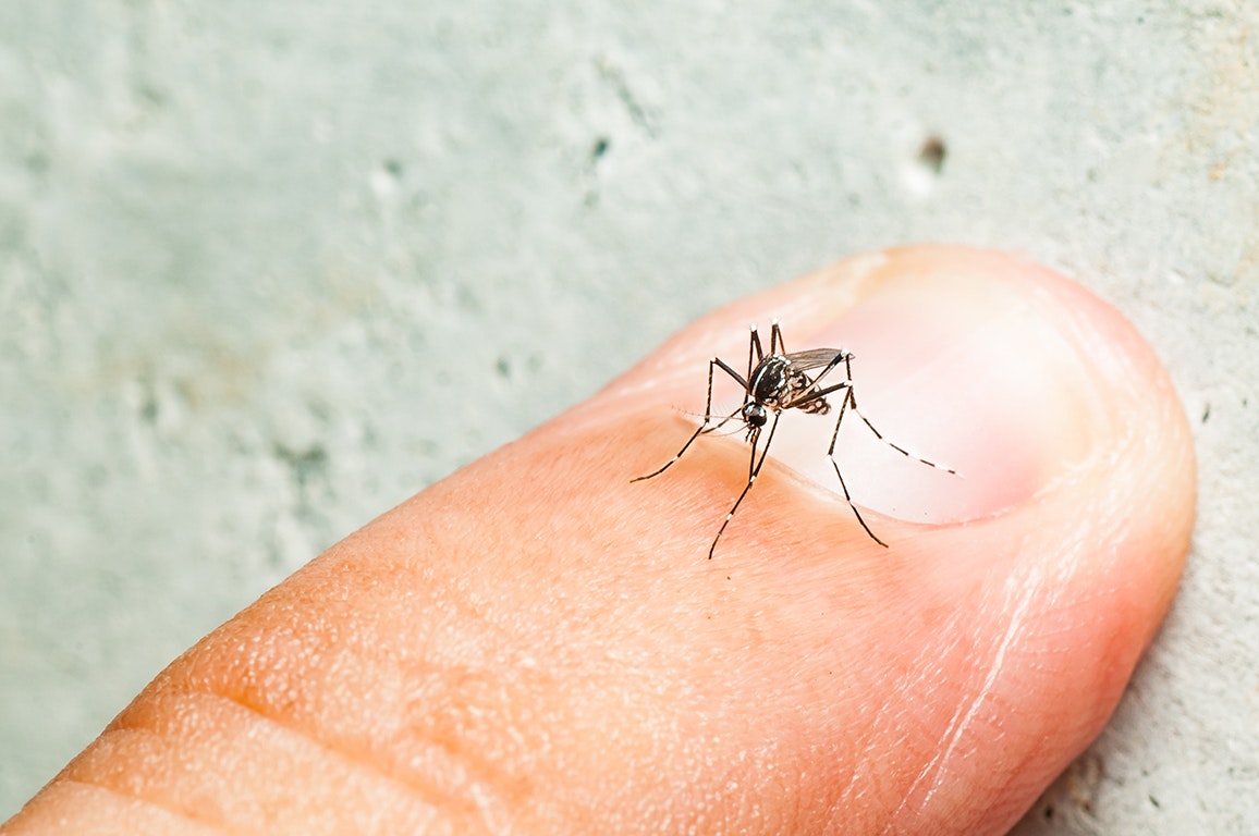 How to fix annoying mosquitoes