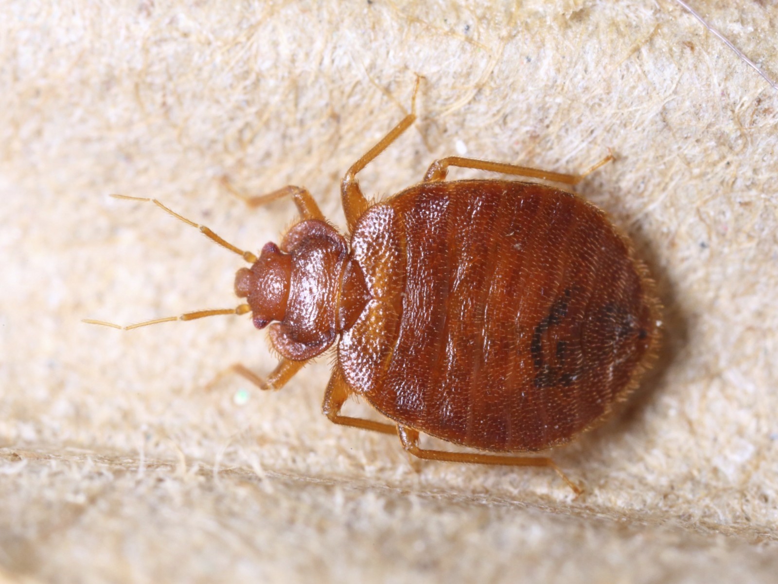 How to fix bed bugs