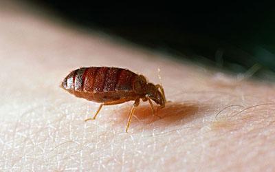 Prevent and control bed bugs