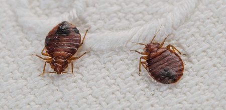 Three ways to solve bed bugs