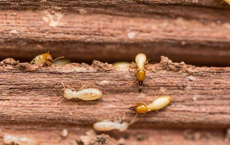 Eliminate the headaches of termites