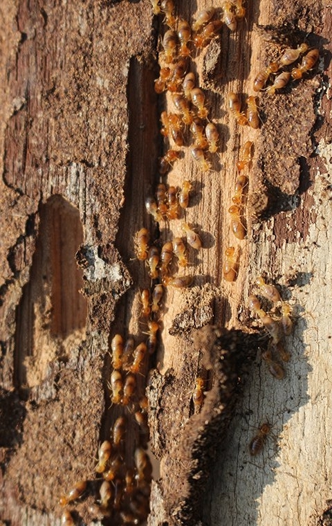 The best solution for termite treatment at home