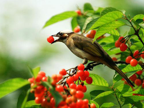 How to keep birds away from your property