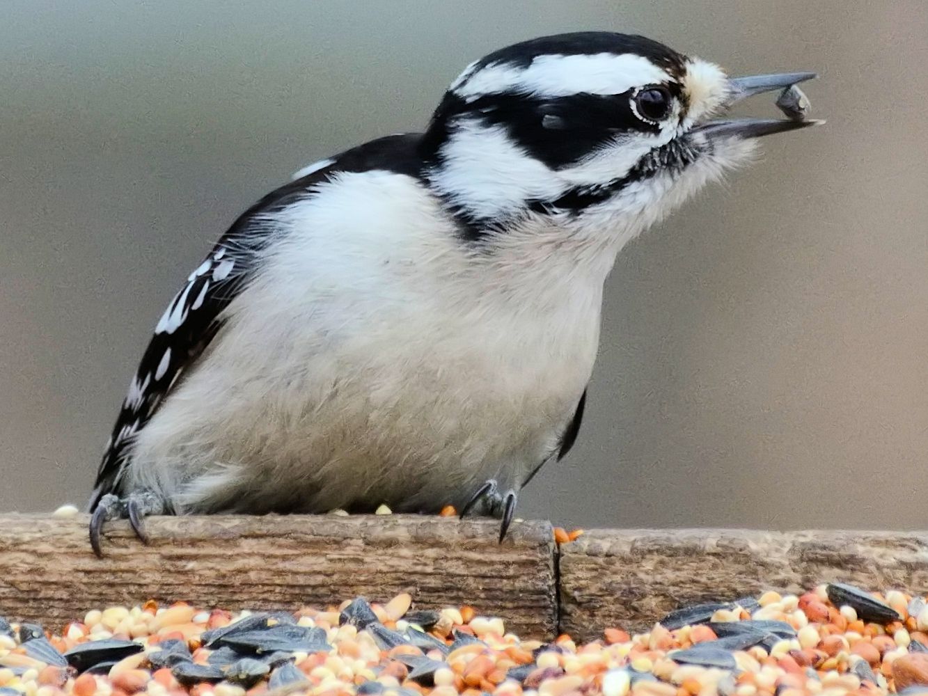 The best way to repel birds in a granary