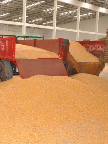 The best way to repel birds in a granary