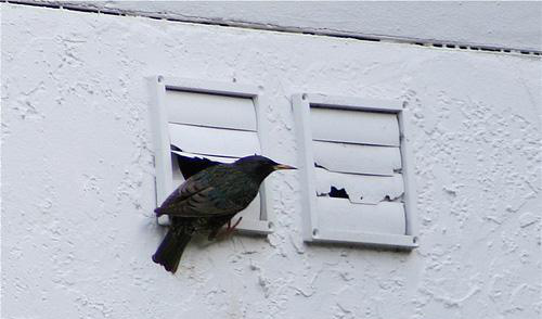 How to remove birds from vents