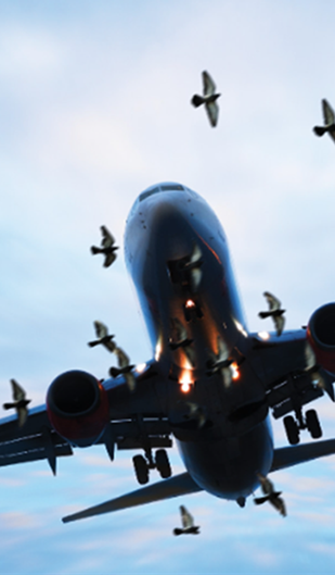 Defending Aircraft Safety: Next-generation Bird Repellents for Airports