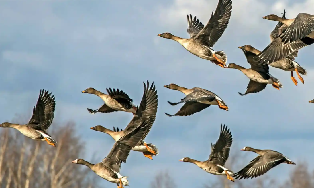 Airport Bird Control Methods