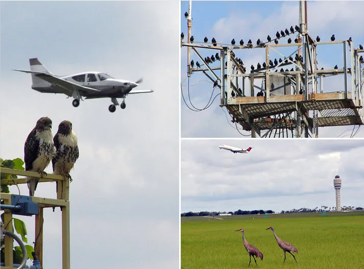 Aviation Without Disturbance: State-of-the-Art Bird Control Solutions
