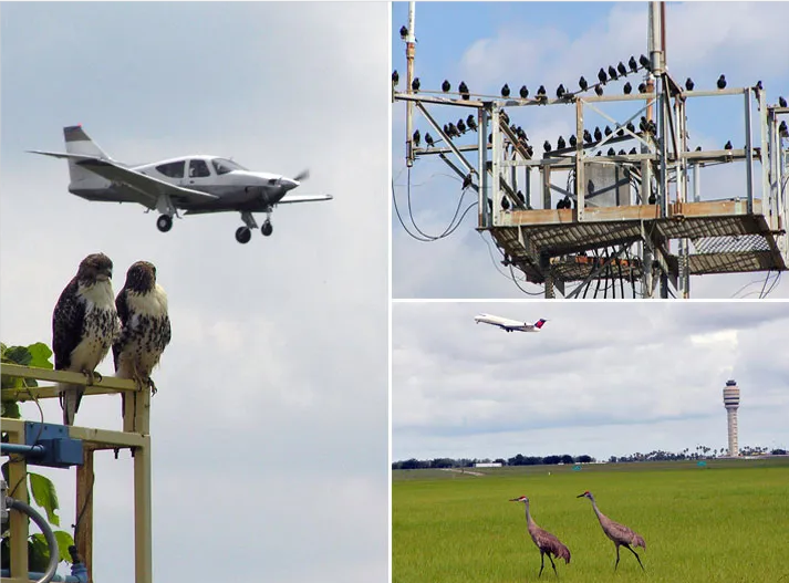 Pestman Bird Repellent: Airport Bird Control