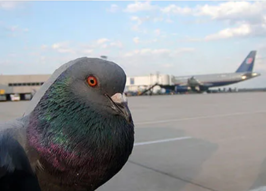 Pestman bird repellent: Super concentrated liquid to repel birds at airport