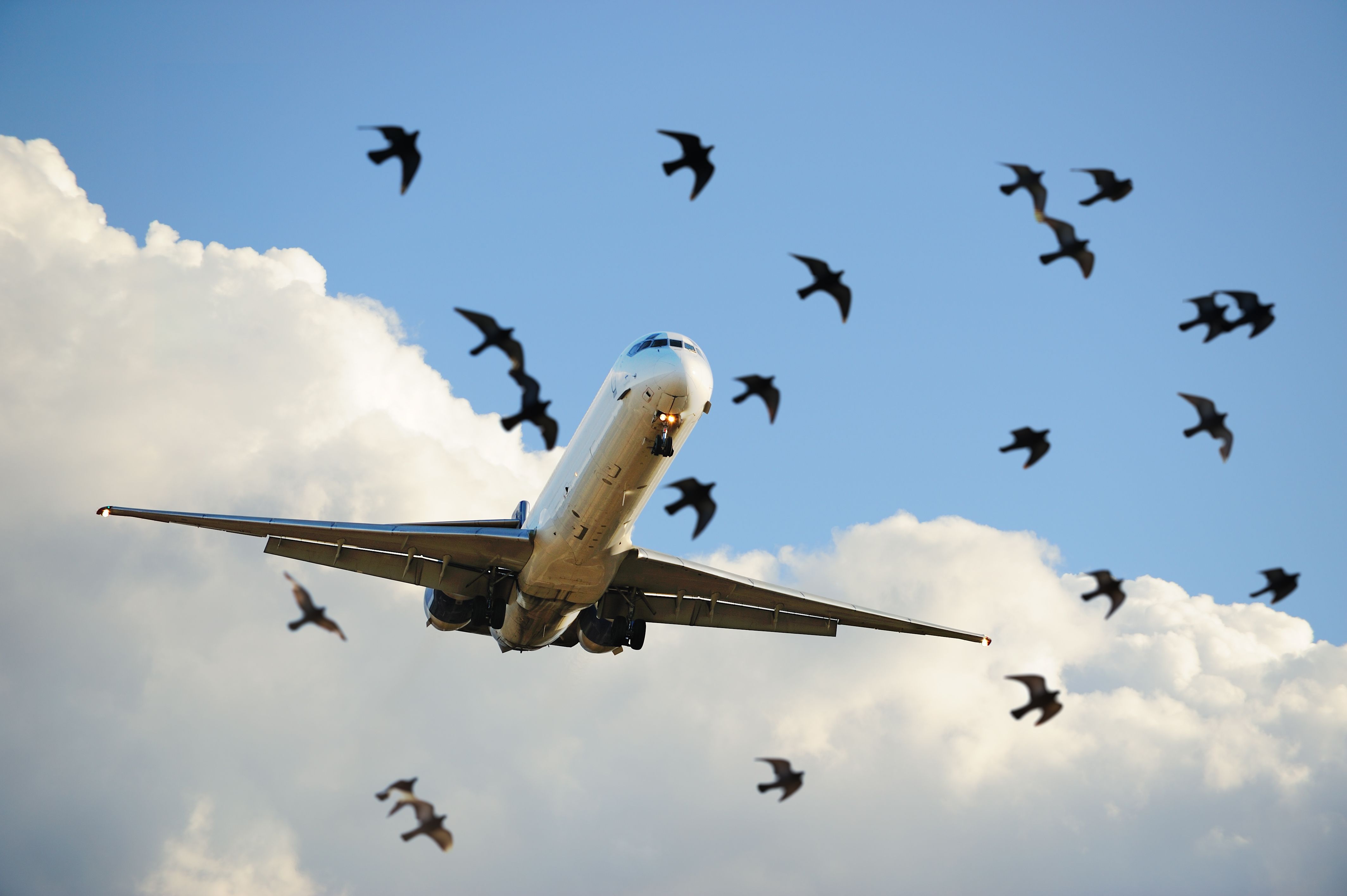 Pestman Bird Repellent: Birds don’t use airports as habitats