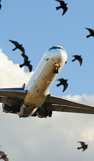 How to keep birds away at airports in the United States?