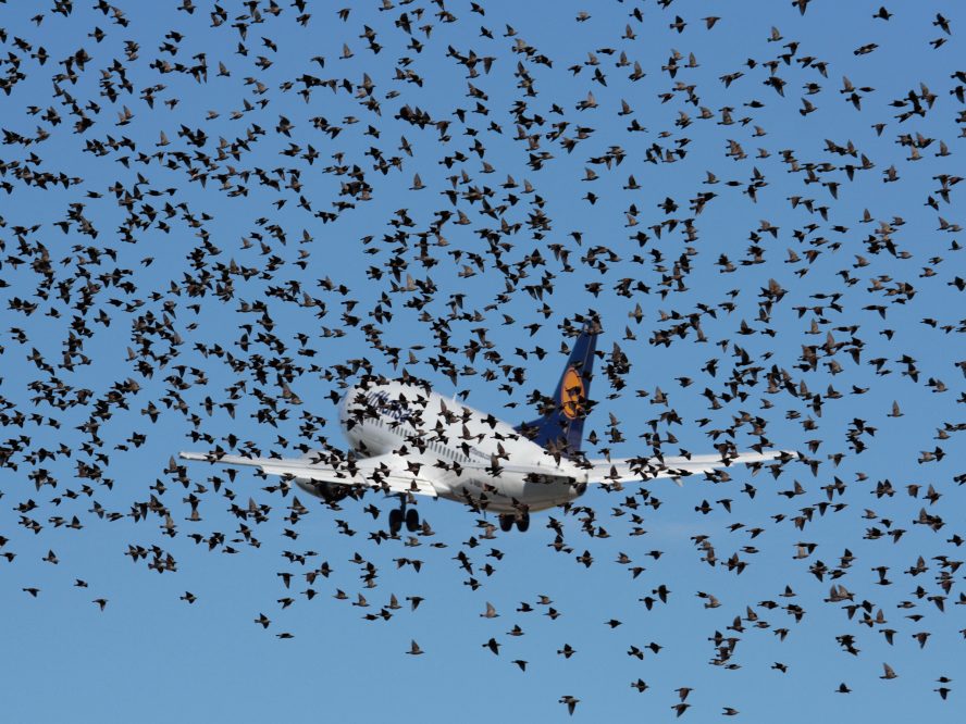 Bird control problems: Airport