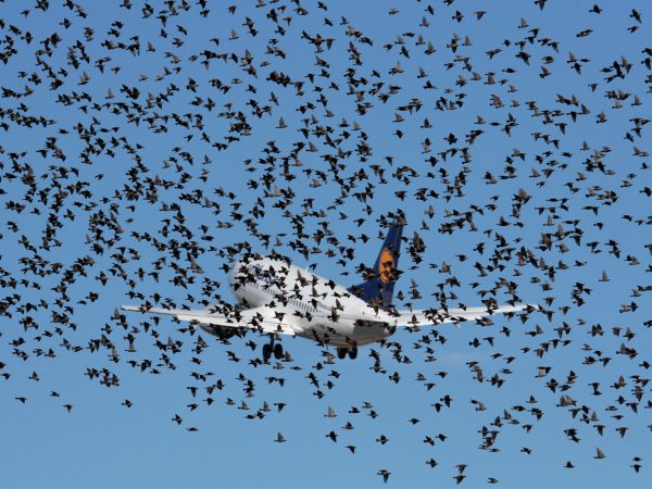 Aviation Bird Hazard Management